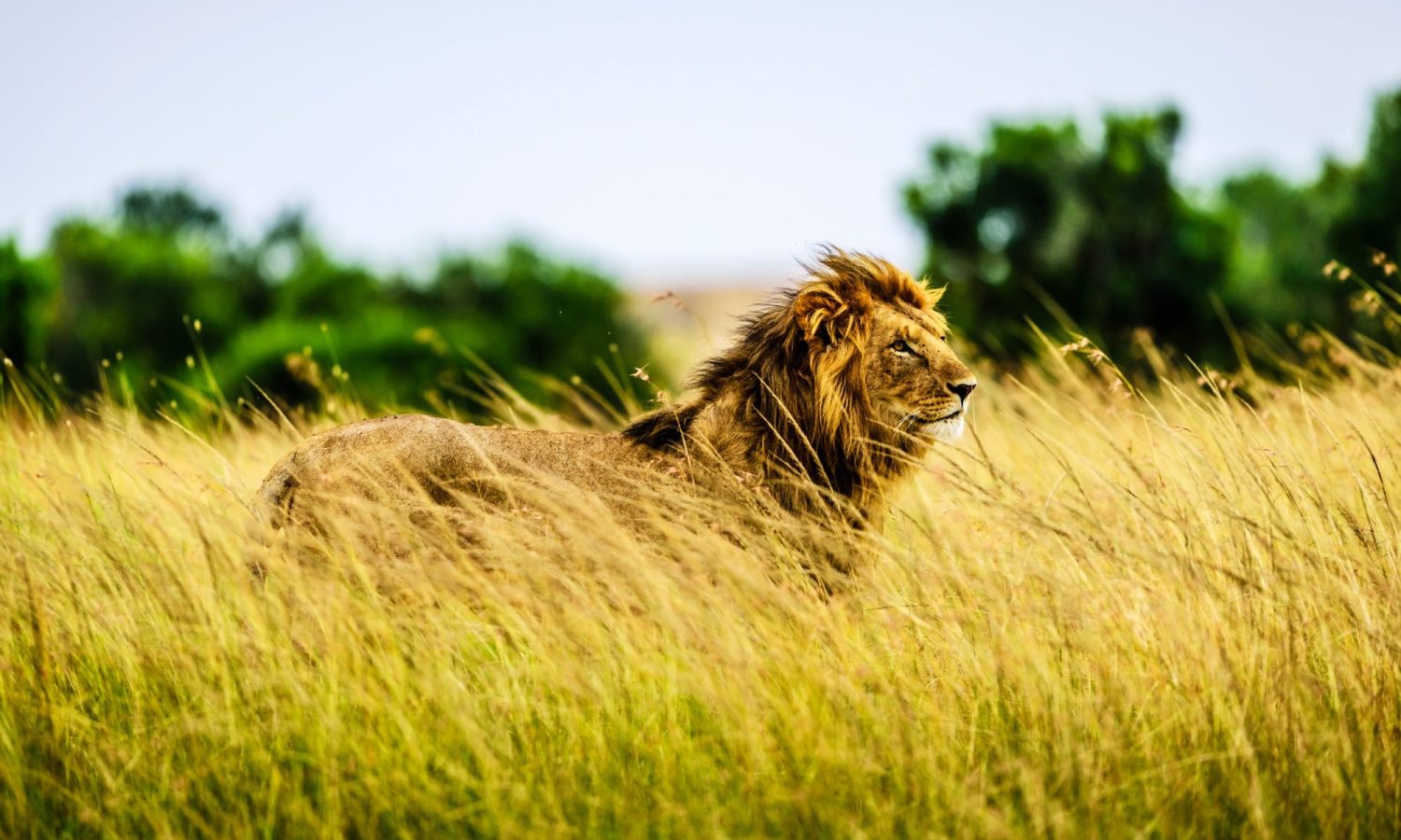 Lion standing in tall grass